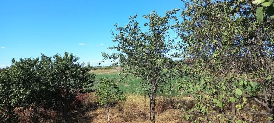 Casă individuală cu 3 camere cu Canalizare în Moftinu Mare