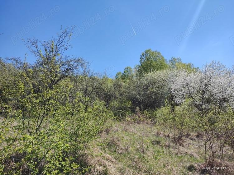 Teren de 3255 mp, în Viforâta