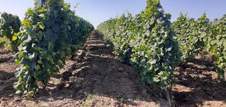 Teren de 2400 mp, în Cârligele