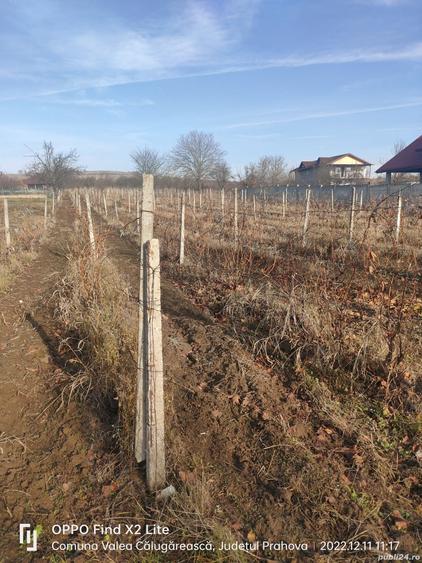 Teren în Valea Călugărească