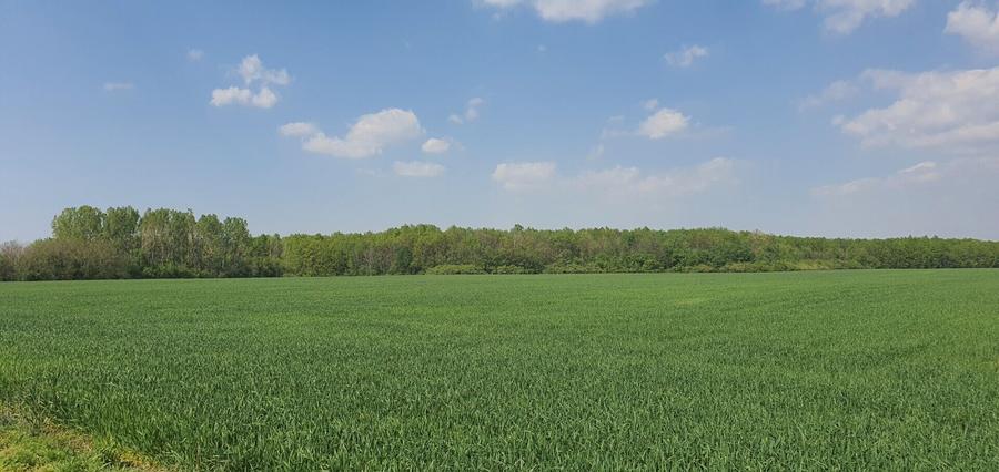 Teren agricol intravilan de 16872 mp, în Butimanu