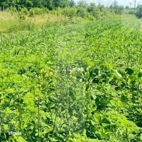 Teren extravilan de vanzare, 500.000 mp, comuna Dangeni