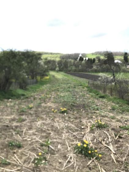 Teren intravilan 1.900 mp Macica?u, Chinteni - 1