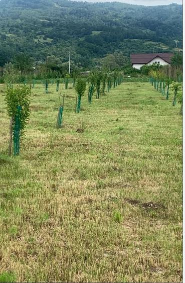 Teren intravilan 4.300 mp Leordina ( Maramures ), langa DN18 & Restaurant KM 108 - 1