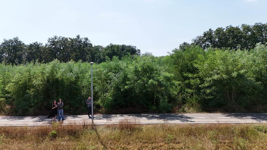 Teren Construcții intravilan de 7254 mp, în Buftea