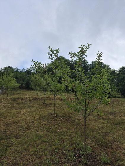 Teren de 1474 mp, în Sălciua