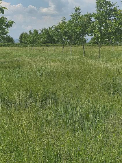 Teren agrement, investi?ii, afaceri - 4
