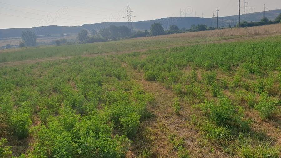 Teren de 2120 mp, în Petrești