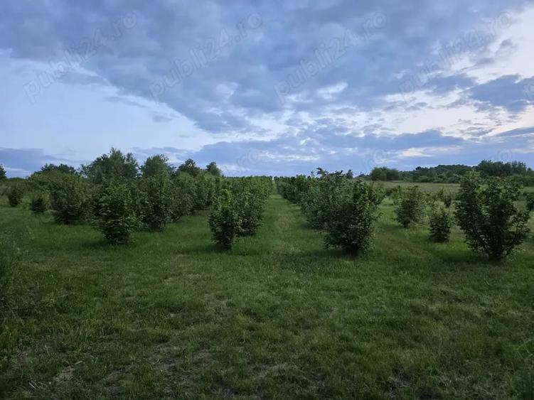 Teren de 27000 mp, în Orașu Nou