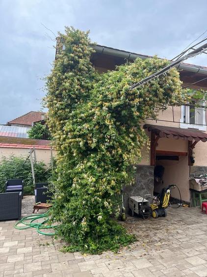 Casă individuală cu 3 camere cu Canalizare în Șeica Mare