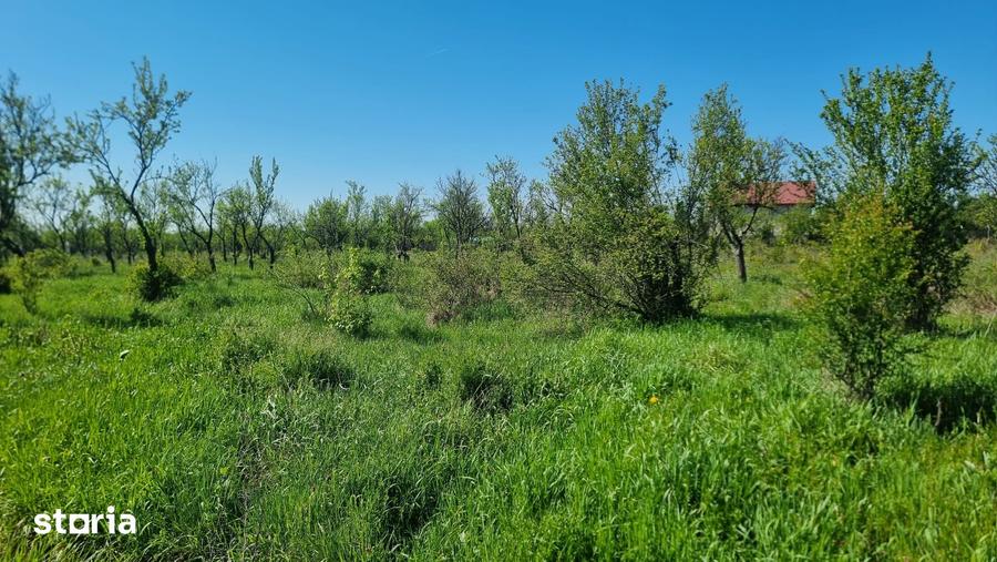 Teren de 800 mp, în Bascov
