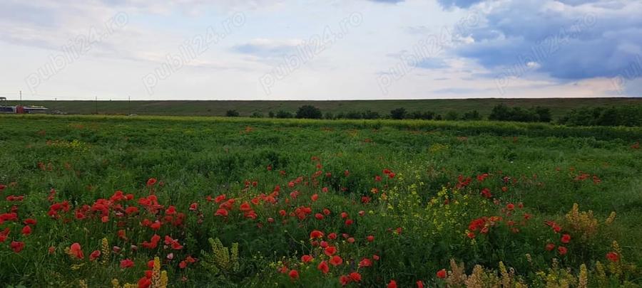 Teren de 704 mp, în Cornetu