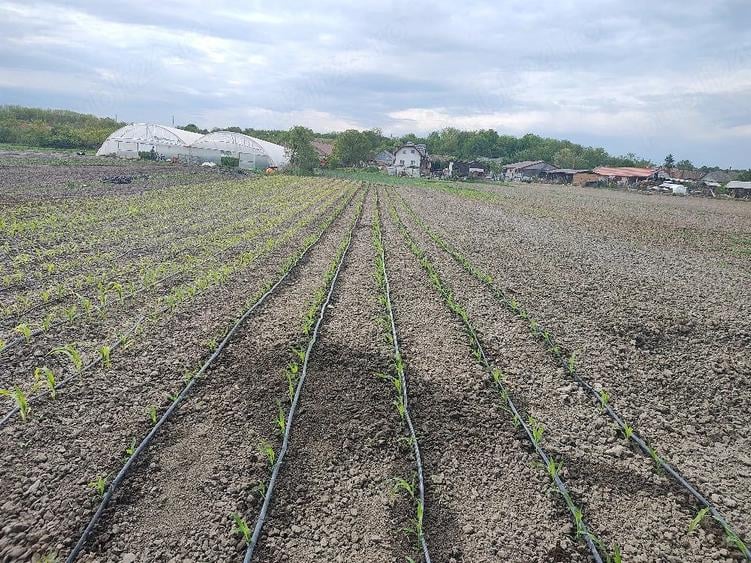 Casă cu 3 camere cu Teren 1300 Mp în Sălacea