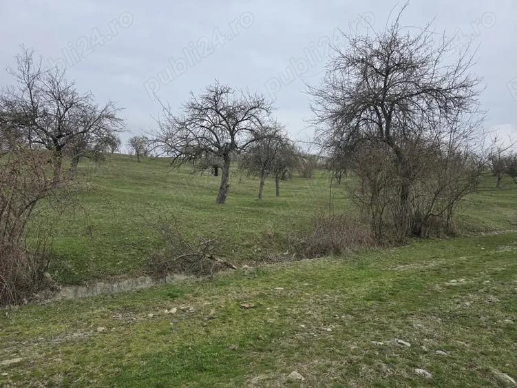 Teren de 9130 mp, în Jiblea Veche