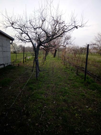 De vanzare case de vinificatie cu Teren 1100 mp - 7