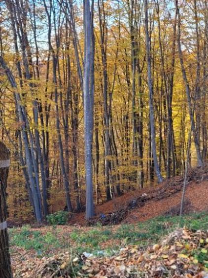 Vand teren cu padure la 5 km de Curtea de Arges,zona deal-munte,zona superba  - 3