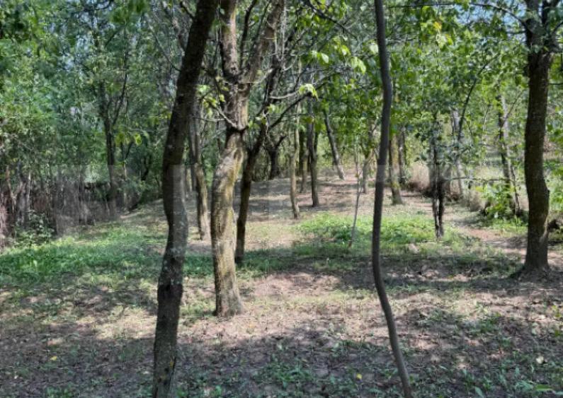 Casa cu teren 1000 m Drajna - 16