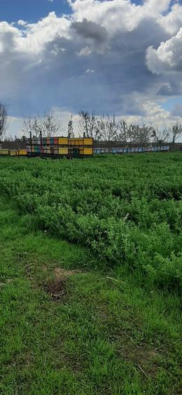 Teren intravilan 3000m²  in Comuna Cazasu  - 2