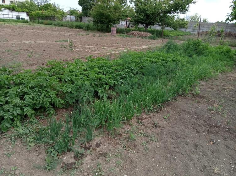 PALAZU MARE CASA CU TEREN 1400 MP DESCHIDERE 12ML PRET 260.000 EURO - 2