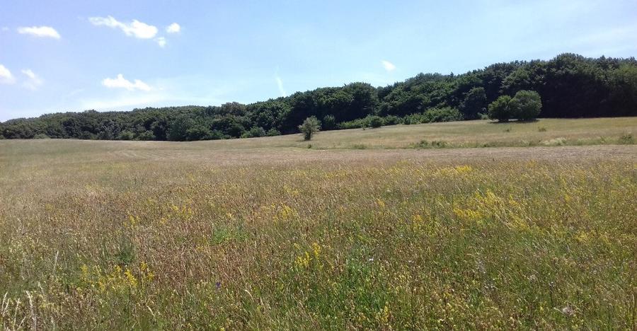 Vand teren intre Popesti si Corusu(jud. Cluj),in apropierea padurii - 4