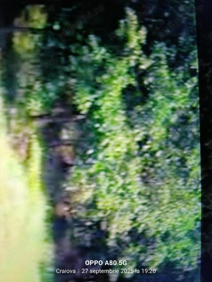 Vand padure in loc. Vulpeni jud Olt - 9