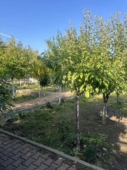 VILA CU 6 CAMERE - 2