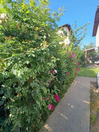 Casa de inchiriat Domnesti - 7