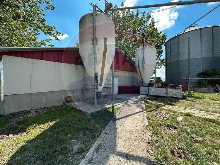 Ferma porcine la cheie - 25