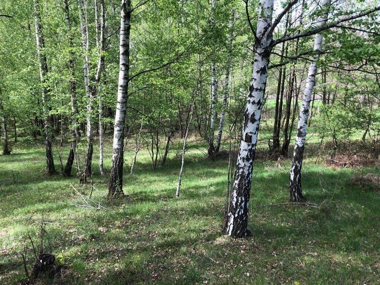 Teren Zona Turistica Transalpina - Pestera Muierilor 9.746 mp - 2