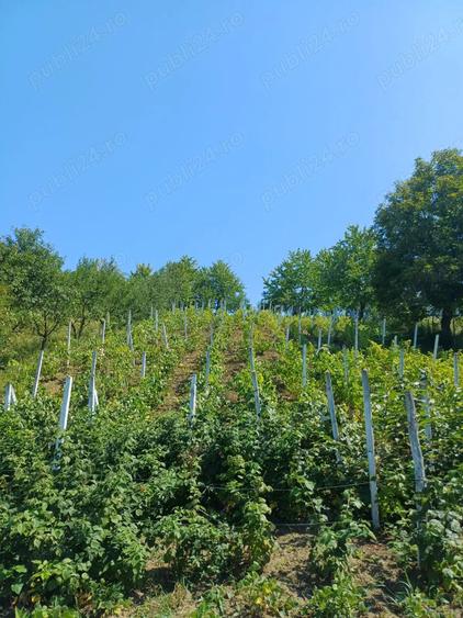 Vand casa cu teren - 6