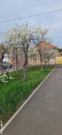 vand casa Sannicolau Mic - 5