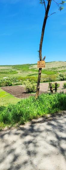 Vând 1200m teren intravilan și 1700m teren extravilan în Comuna Căianu, jud. Clu - 6