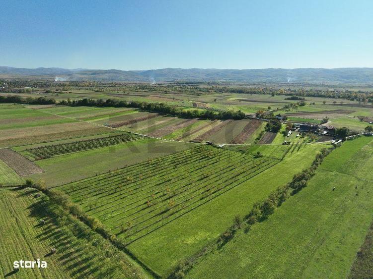 RECO, Teren cu livada de ciresi, Zona Auseu, Bihor - 9