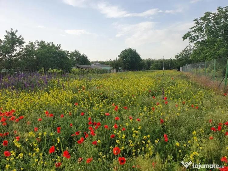 ?? TEREN 3000 MP LANGA DUNARE + PADURE | DESCHIDERE DN31 ?? - 5