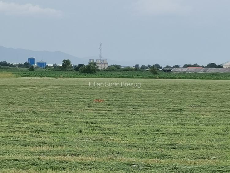 Teren agricol in zona Bod