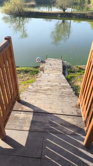 Proprietate de poveste in Sannicolau Mare - 6