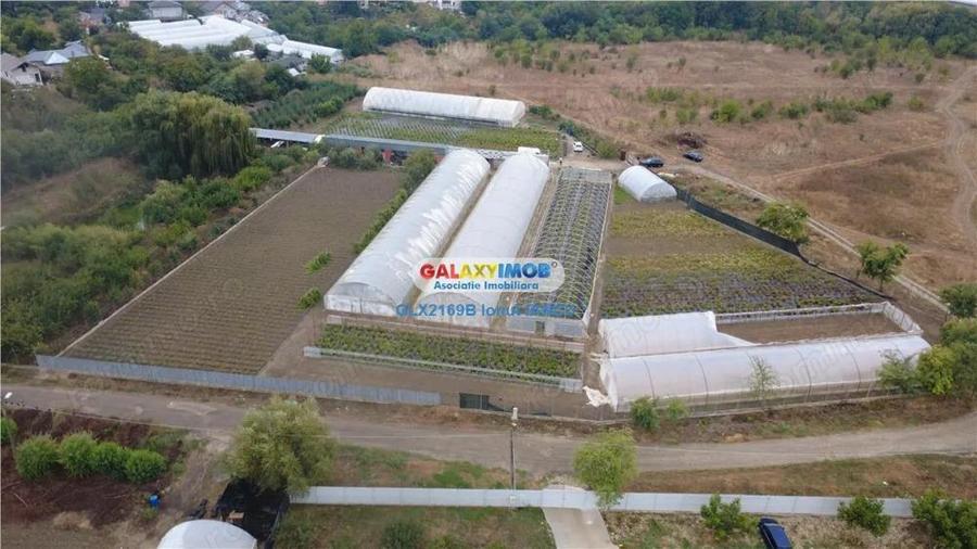 Solare Flori si Legume - Bujori - 2