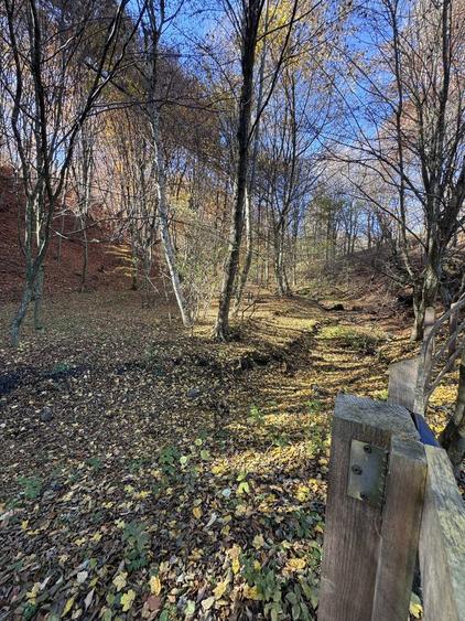 Teren intravilan Bradulet (Ungureni) , imprejmuit, langa padure - 1