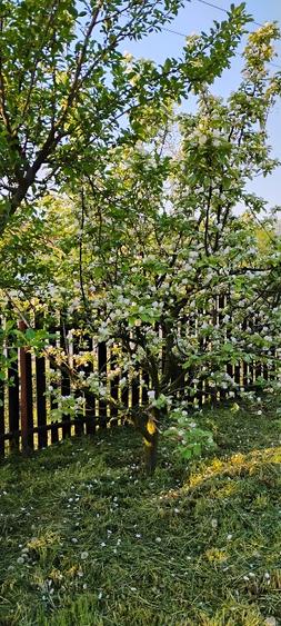 Teren intravilan construcții Somova - 4