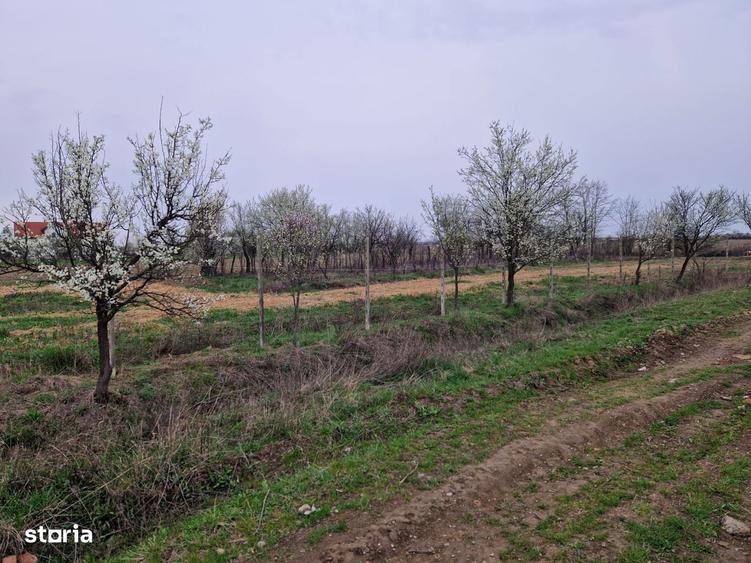 Teren intravilan in Cionche?ti dublu front stradal, 12.5 ari - 3