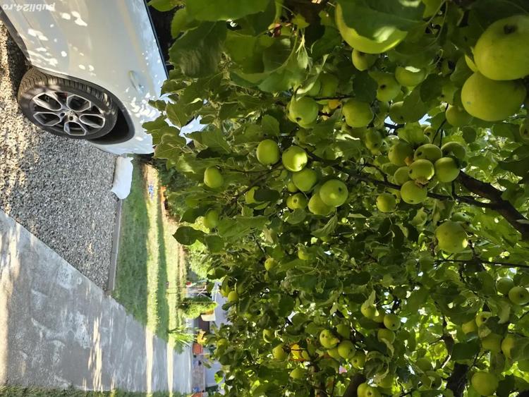 SCHIMB !!Zona mirifica ! apropiere lacul si padurea Snagov respectiv la aprox. 60 de m si 300 m! - 2