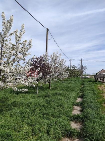 Ferma Zootehnică Mixtă – Cernateaz, Timiș | 9,5 ha | Hale Moderne, Casă 2019, Ut - 4