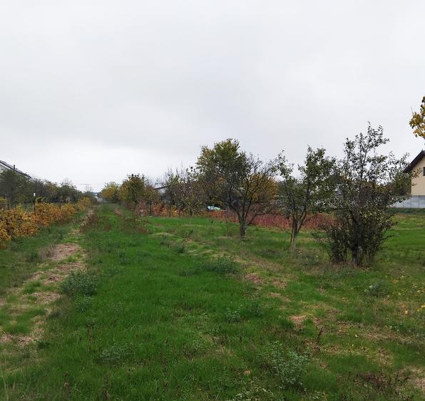 Vila Cu Teren 3.617 Mp, Dubla Deschidere Locuin?a +Investi?ie-Jilava - 20