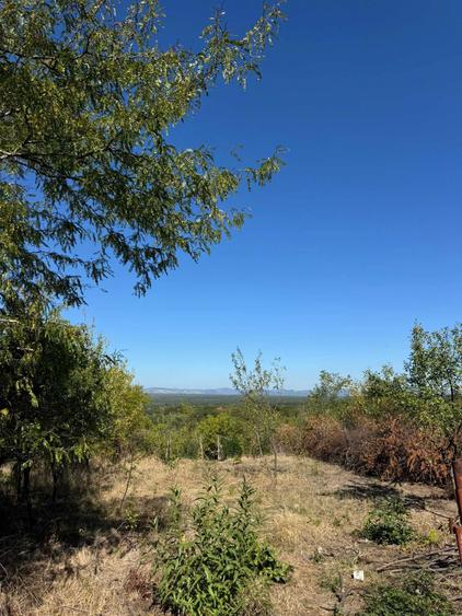 Teren 4.280 mp Valea Calugareasca Drumul Vinului - 2