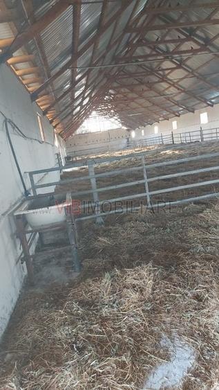 Ferma zootehnică funcțională, populată cu peste 200 capete bovine, aproape de Sâ - 4