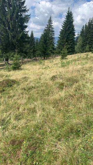 Teren intravilan in Bucovina, Dorna Arini - 14