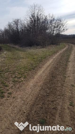 Teren extravilan 3370 mp in Mosoaia - 4