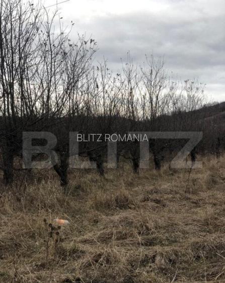 Teren intravilan, 3278mp, Viforata