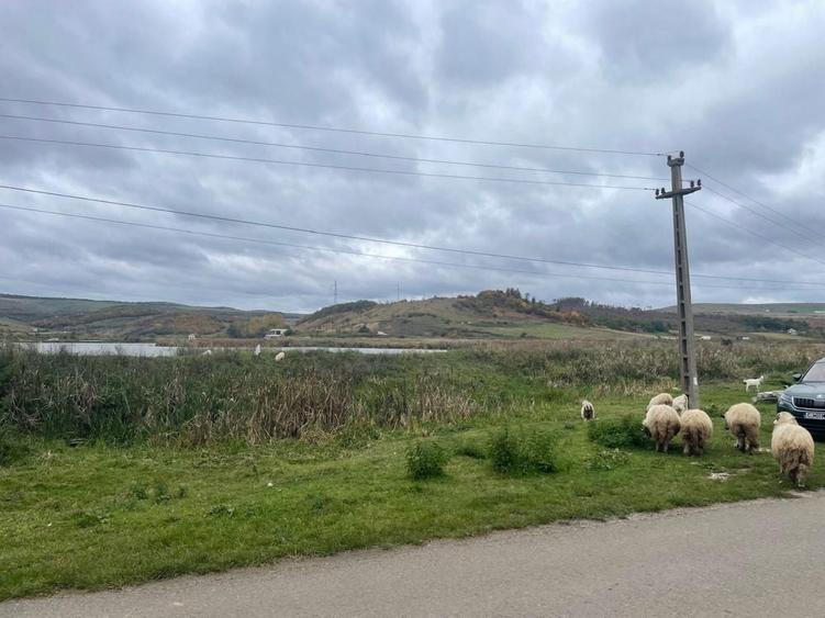 Teren intravilan 1.608 mp Martinesti lac in fata - 5