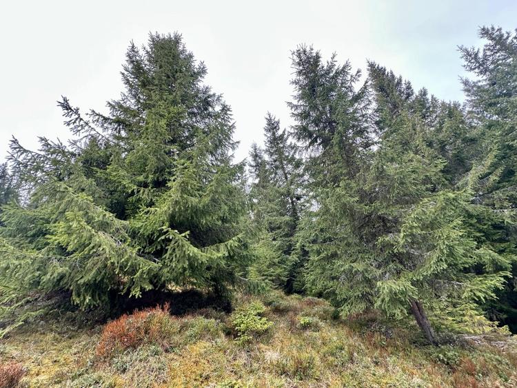 TEREN PARCELABIL, aproape de partia de ski Marisel si Crucea Iancului - 4